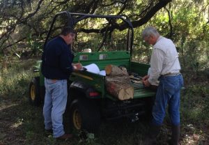 Ed and Chris measuring live oak