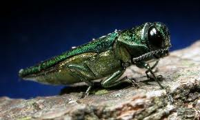 emerald ash borer eab